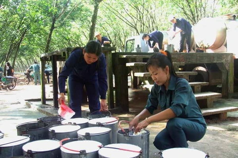 Rubber cultivating in southern Tay Ninh province (Photo: VNA)